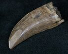 Tyrannosaur Tooth - Interesting Wear Pattern #13147-1